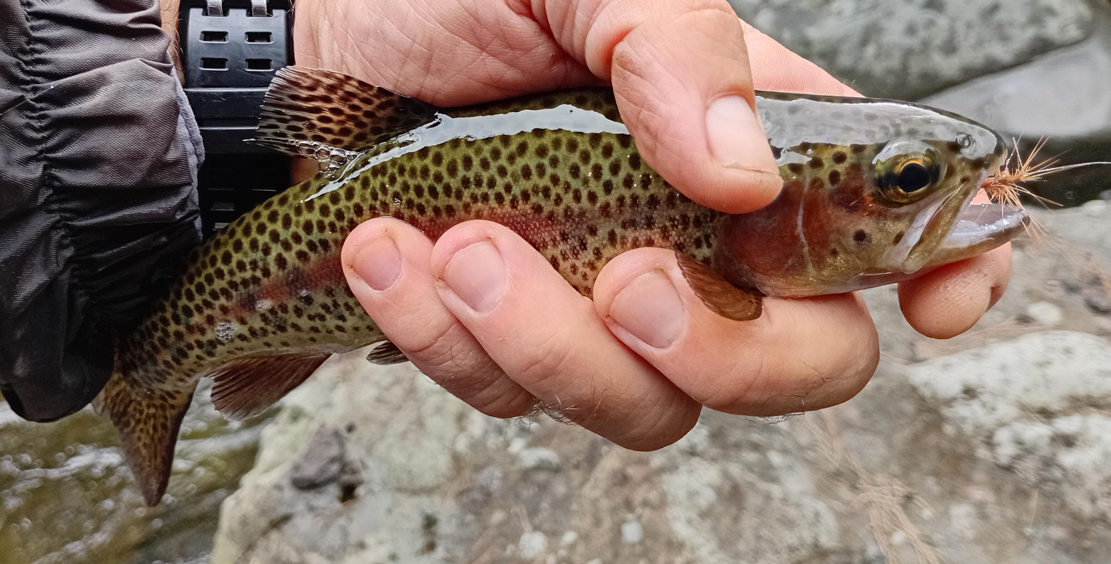 Truite Arc en ciel de la Réunion prise avec une palmer rousse sur hameçon n°12