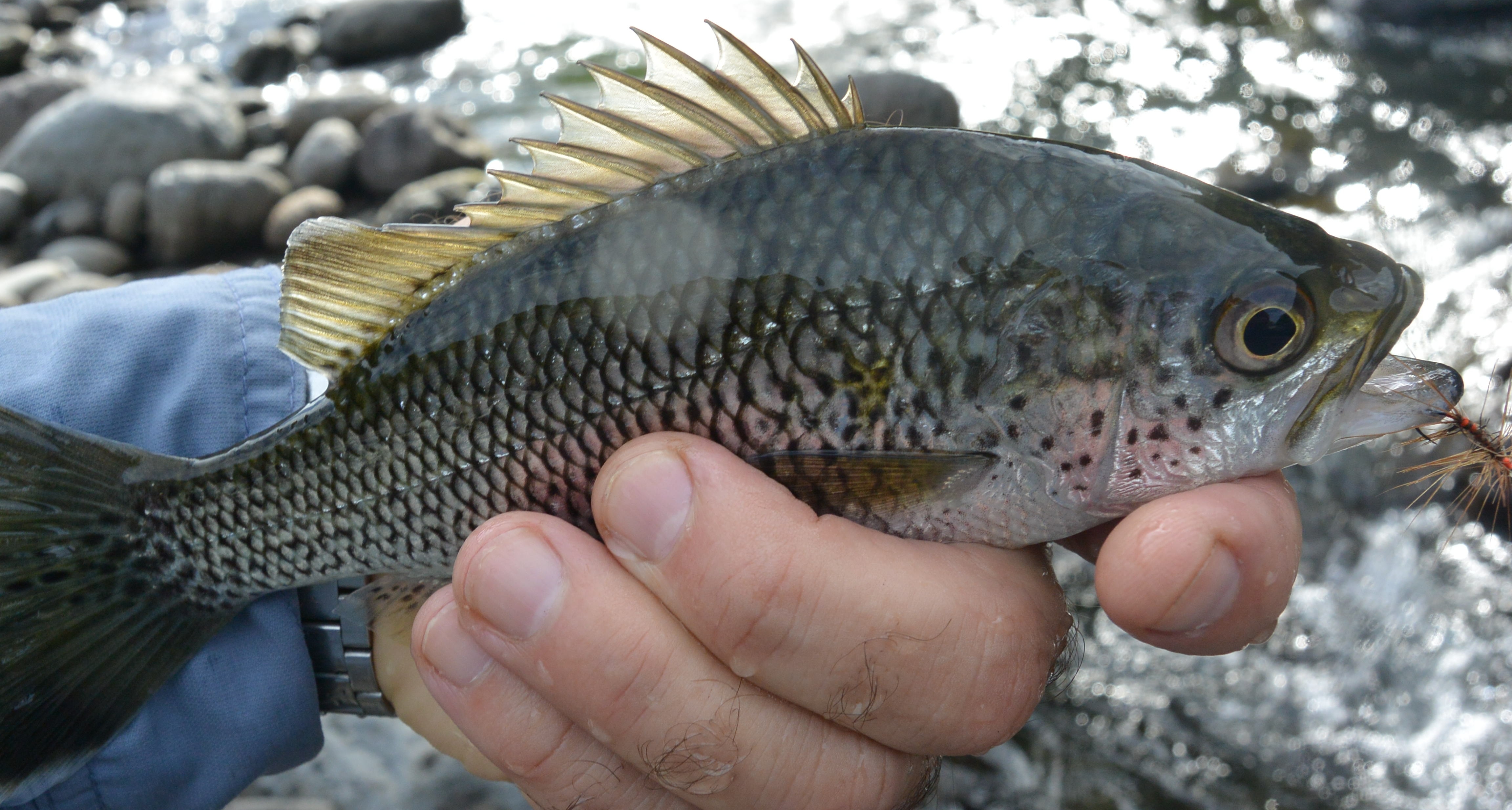 Poisson Plat de la Réunion prise avec une palmer rousse sur hameçon n°12